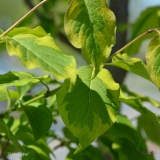 Golden_Eclipse_2019_LM_CF