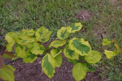 Golden_Eclipse_CH_1