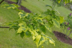 Golden_Eclipse_CH_2