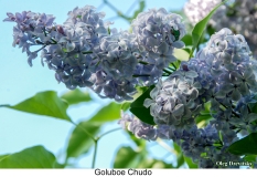 Goluboe_Chudo_2024_Russia_OD