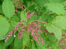 Goplana_200905_CEF_BB