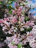 Goplana_20210531_HP_MLD_2