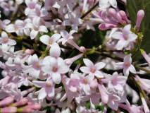 Goplana_20210531_HP_MLD_4