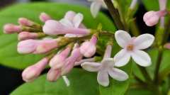 Goplana_20230513_MLD_MLD_2