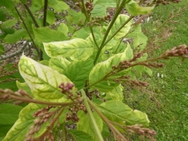 Goplana_leaves_201906_CEF_MLD