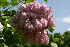 Gortenziya