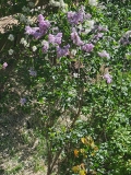 Gortenziya_20240422_MLD_MLD