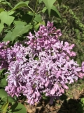 Grace_Mackenzie_20230419_Scott_Arboretum_Swarthmore_by_Mary_Tipping