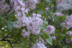 Grace Orthwaite