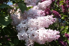 Grace_Orthwaite_Main_BG_TP_1