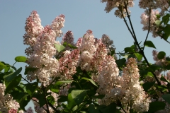 Grace_Orthwaite_Main_BG_TP_3