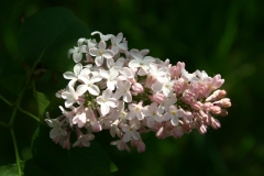 Grace_Orthwaite_Main_BG_TP_4