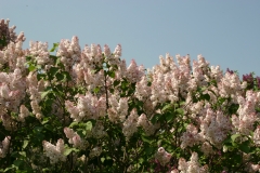 Grace_Orthwaite_Main_BG_TP_6