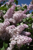 Grace_Orthwaite_Main_BG_TP_7