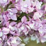 Grace_Wyman_2019_LM_CF