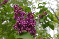 Grace_Wyman_CH