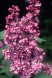 Grace_Wyman__2006_RBG_CG