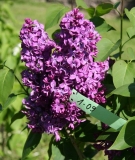 Gregor_Estonia_AM