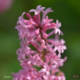 Guinevere_2019_LM_CF