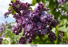 Gulder_2024_Russia_SB_1