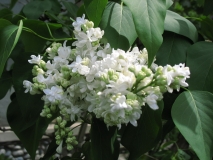 Gulnar_201405_AK_OD