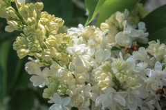 Gulnar_201405_AK_OD_1