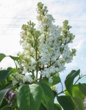 Gulnar_201405_AK_OD_2