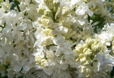 Gulnar_201405_AK_OD_3