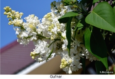 Gulnar_2024_Russia_SB_1
