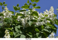 Gulnar_2024_Russia_SB_2