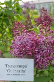 Gulnazira_201905_Russia_SS