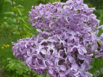 Gulnazira_UBG_NP_1