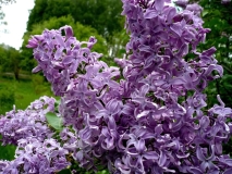 Gulnazira_UBG_NP_2