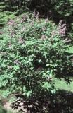 H._Zabel_RBG_CH_1