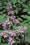 H._Zabel_RBG_CH_2