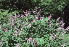 H._Zabel_RBG_CH_3