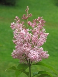 Hagny_CH_2