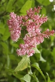 Hagny_CH_3