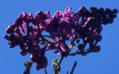 Hallelujah_20230427_HKLG_MLD_3