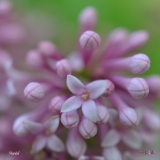 Handel_2019_LM_CF
