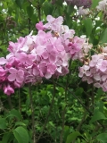 Heather_Haze_201905_HA_TD