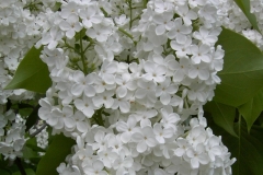 Heather