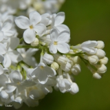 Heather_2019_LM_CF