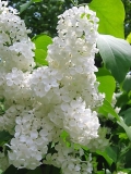 Heather_BP