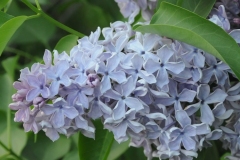 Heavenly Blue