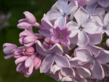 Heavenly_Blue_201906_CEF_MLD_3