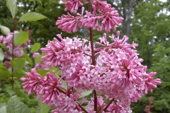 Hecla