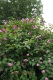 Hecla_NYBG_TP