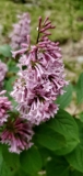 Hiawatha_20190519_MLD_MLD