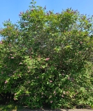 Hiawatha_20230526_Hueg_MLD_2
